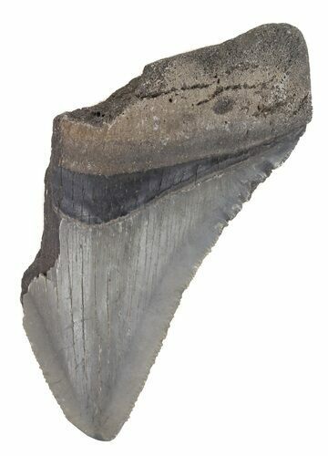 Partial, Serrated Megalodon Tooth - Georgia #48943